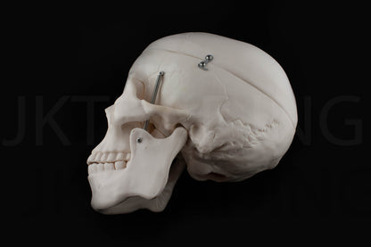 Life-Size Human Skull Anatomy Model for medical and anatomy education