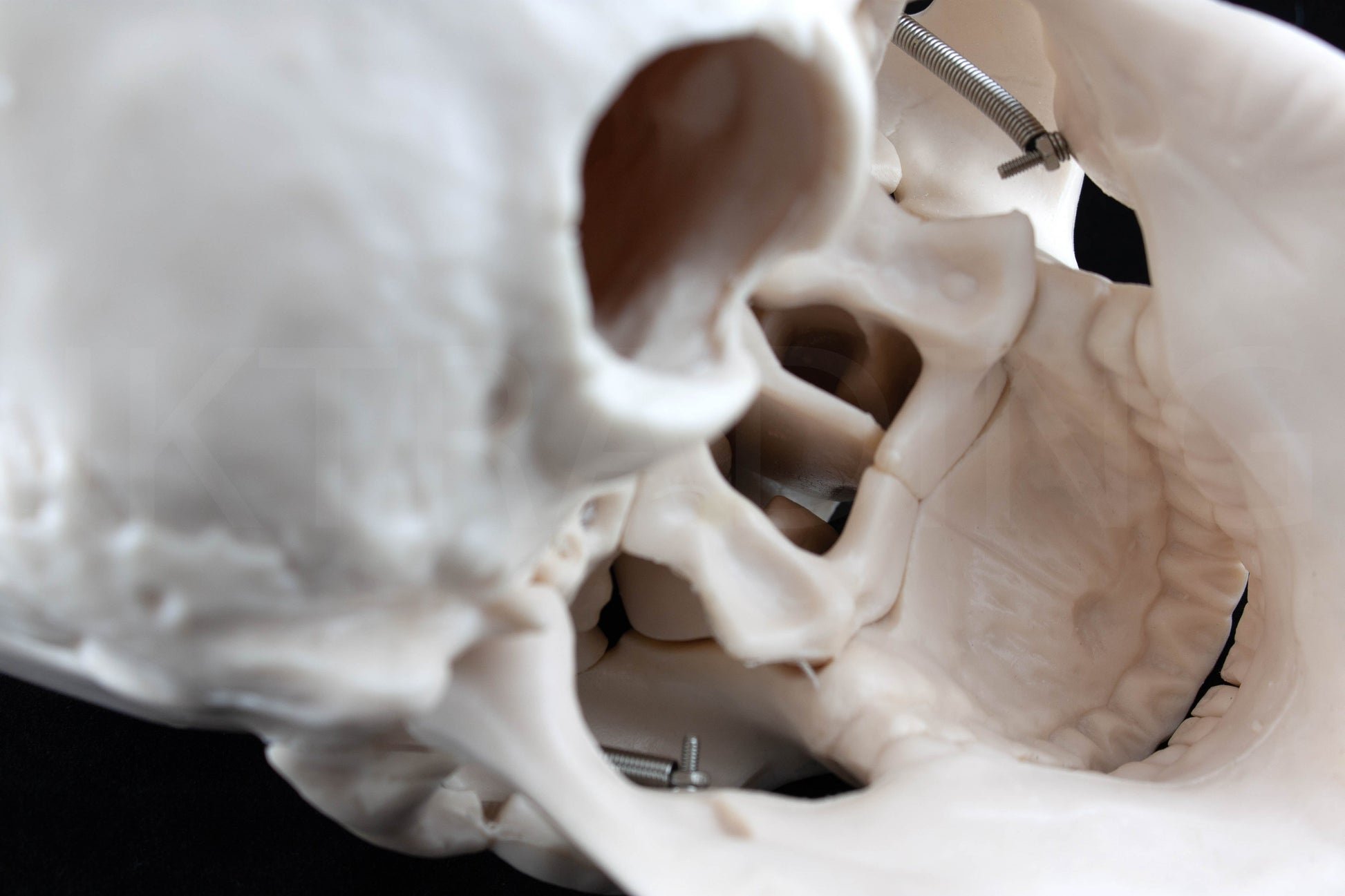 Life-Size Human Skull Anatomy Model for medical and anatomy education
