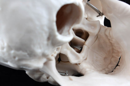 Life-Size Human Skull Anatomy Model for medical and anatomy education