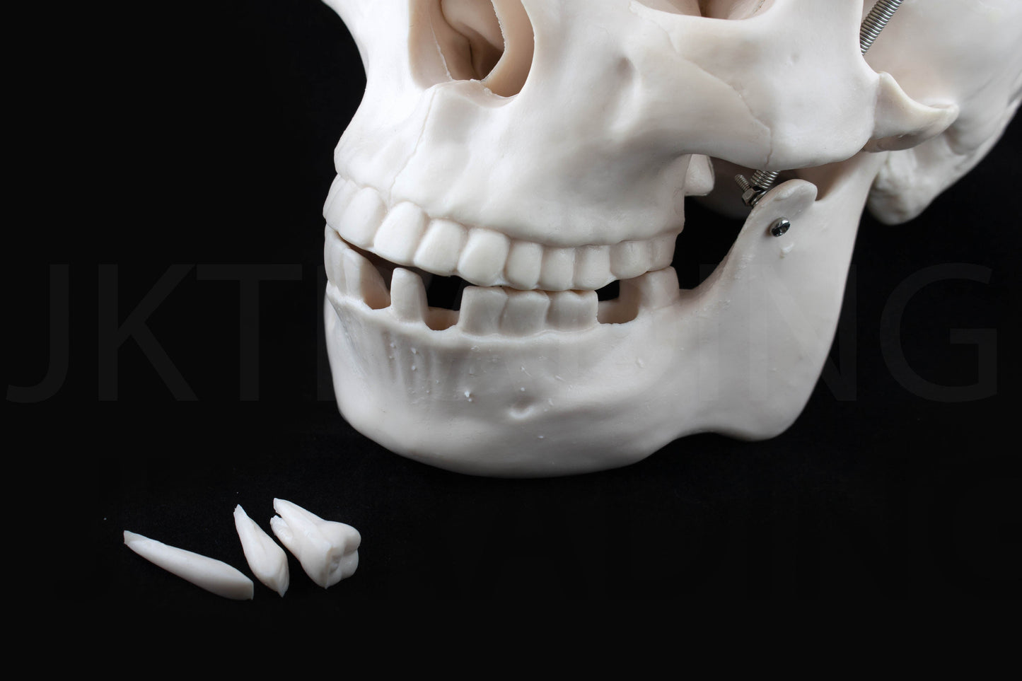 Life-Size Human Skull Anatomy Model for medical and anatomy education
