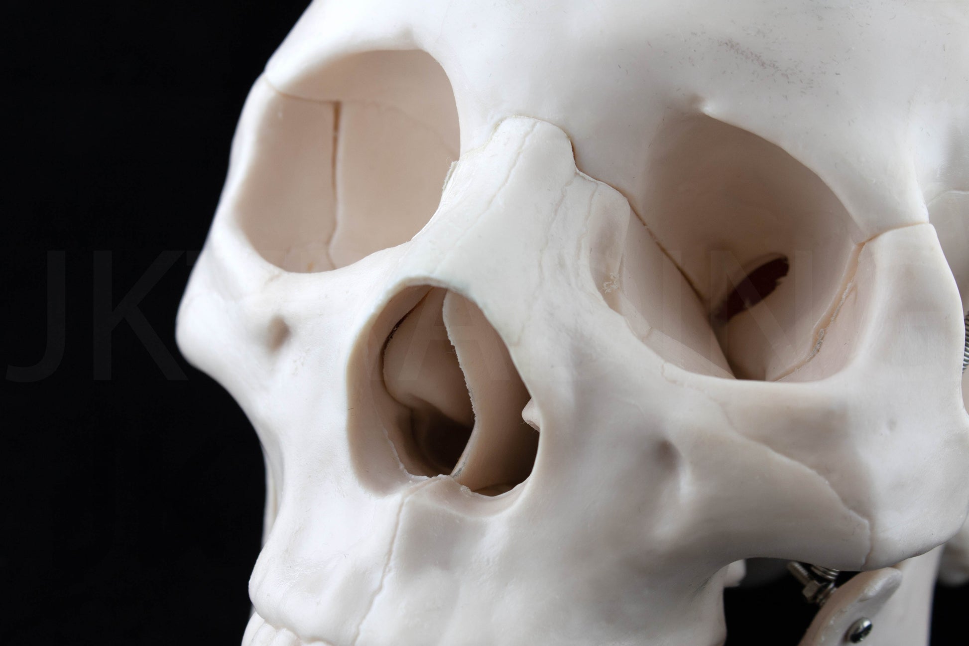 Life-Size Human Skull Anatomy Model for medical and anatomy education