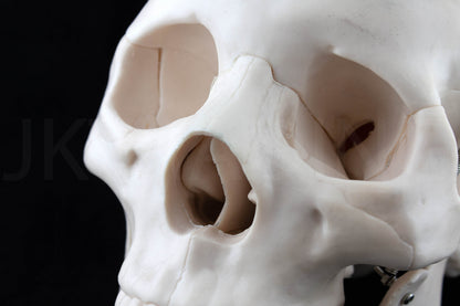 Life-Size Human Skull Anatomy Model for medical and anatomy education