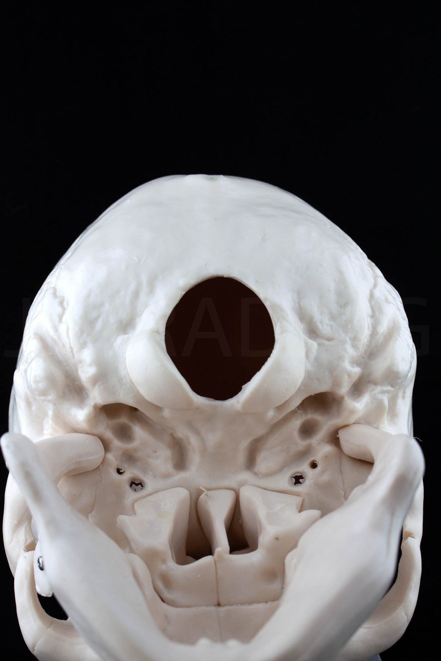 Life-Size Human Skull Anatomy Model for medical and anatomy education
