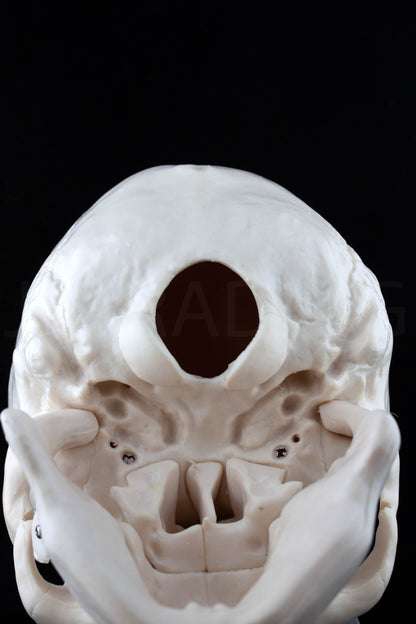 Life-Size Human Skull Anatomy Model for medical and anatomy education