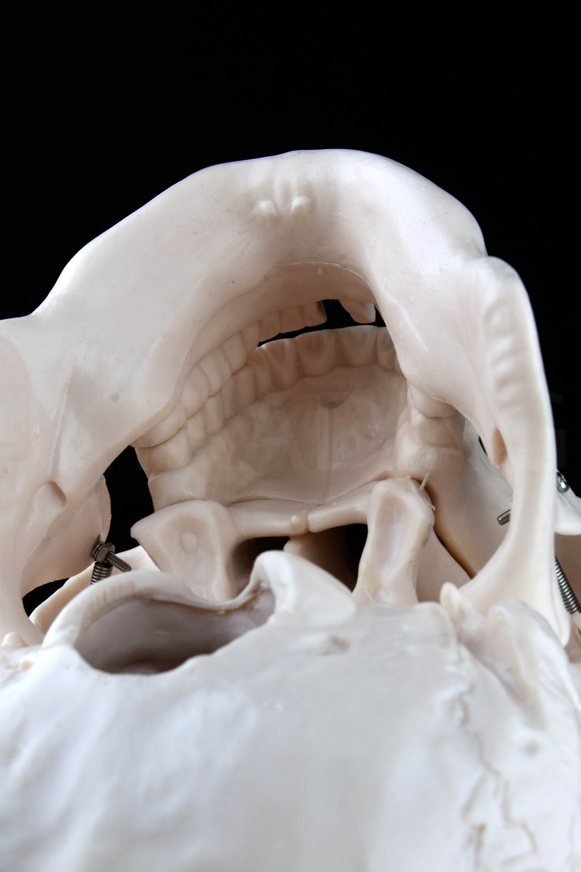 Life-Size Human Skull Anatomy Model for medical and anatomy education
