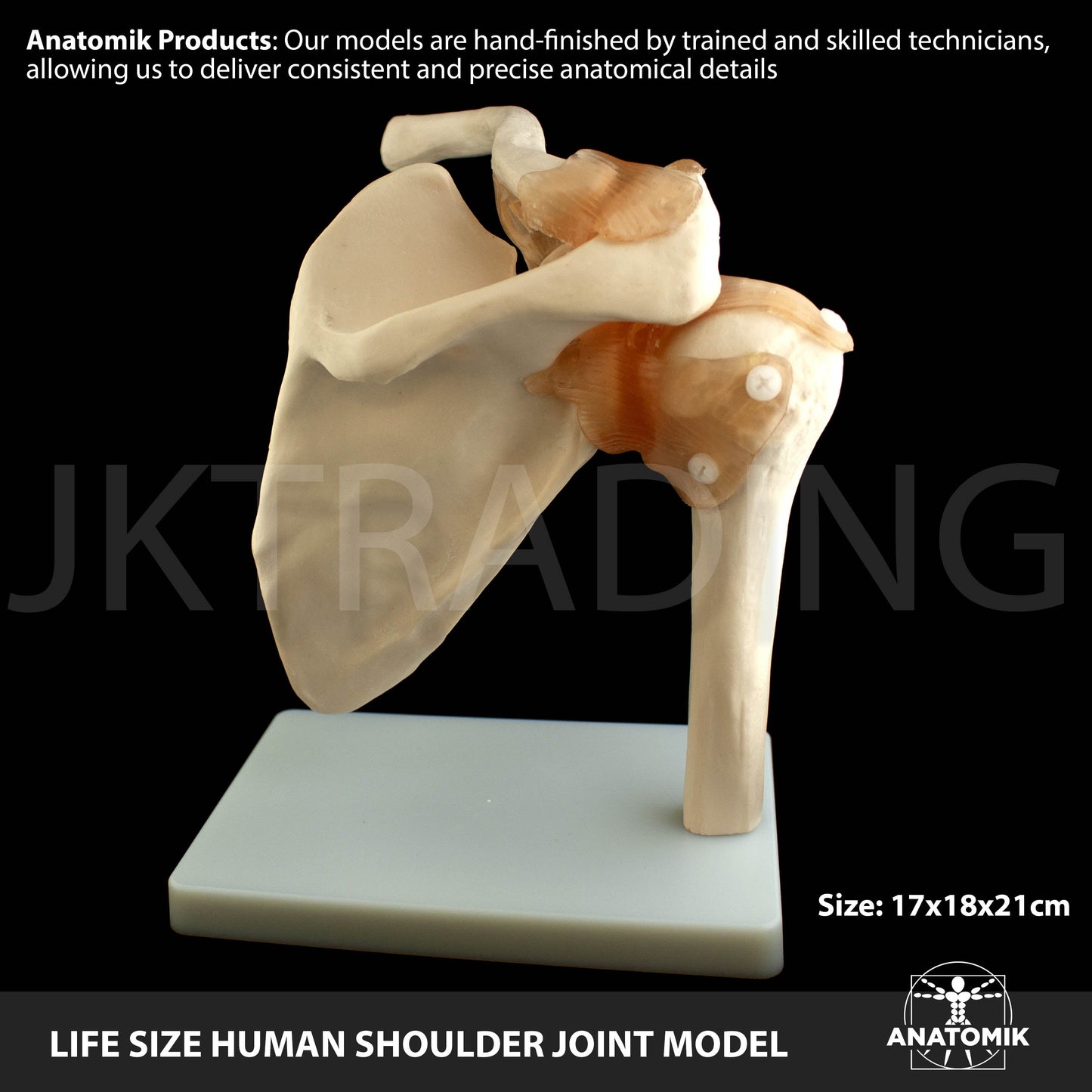 Human Shoulder Joint Anatomy Model for medical and anatomy education