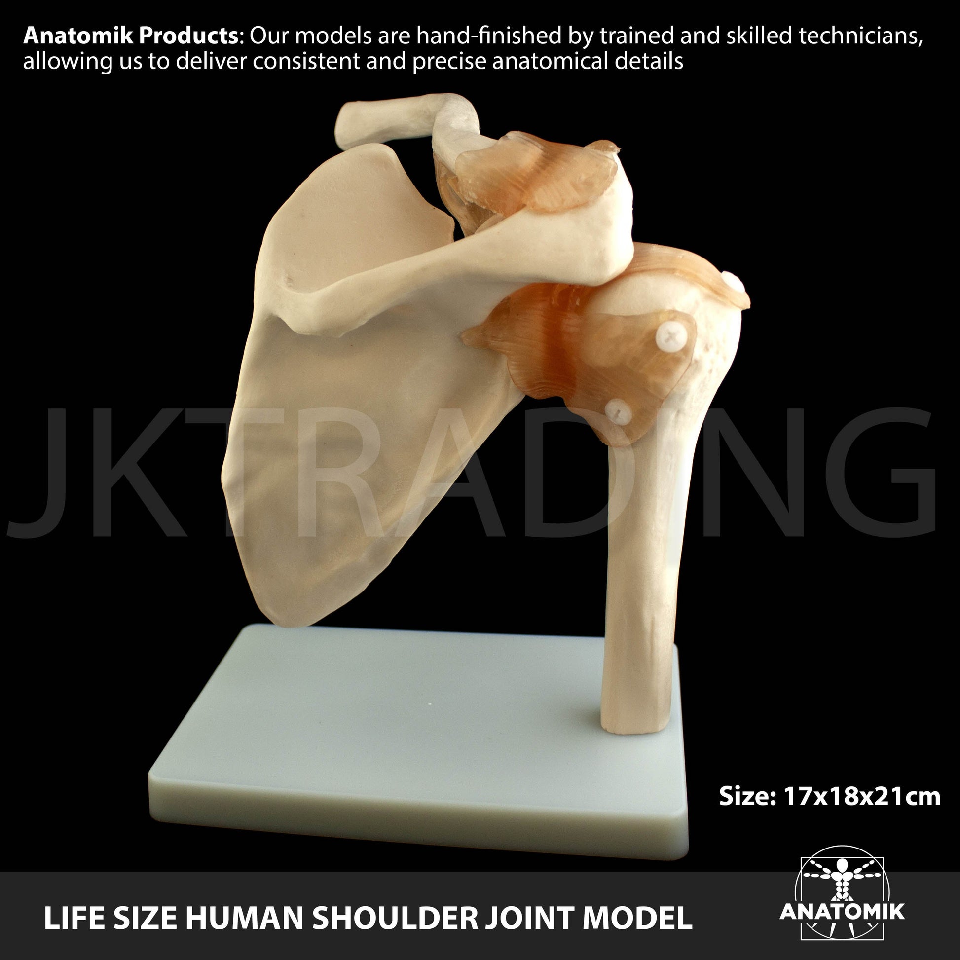 Human Shoulder Joint Anatomy Model for medical and anatomy education