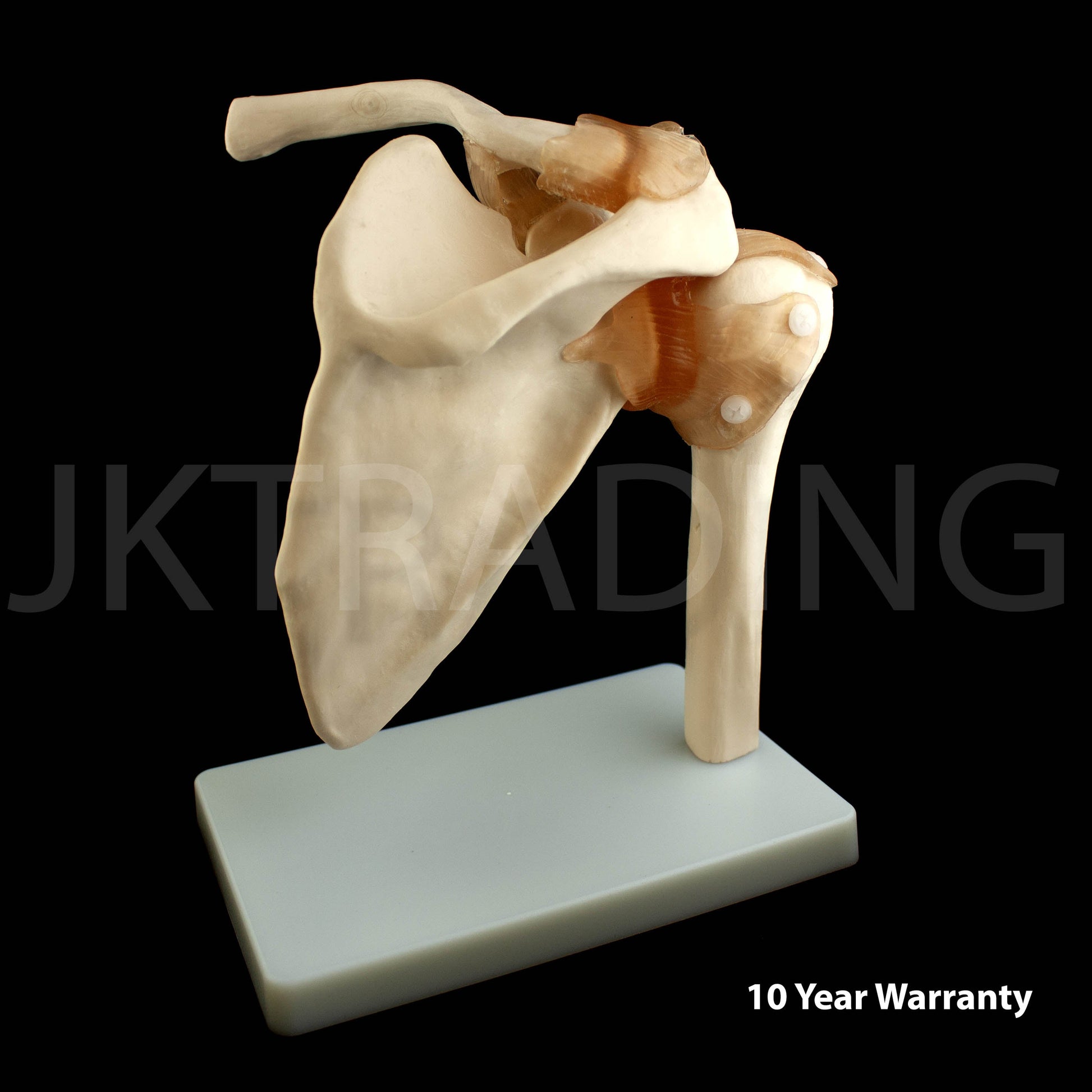 Human Shoulder Joint Anatomy Model for medical and anatomy education