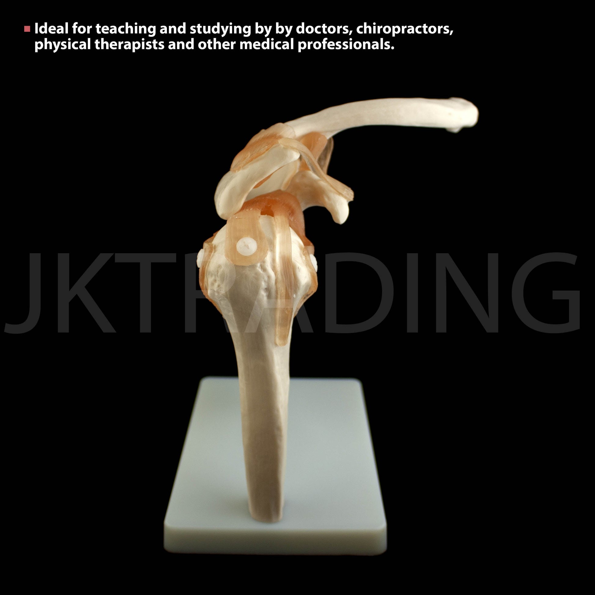 Human Shoulder Joint Anatomy Model for medical and anatomy education
