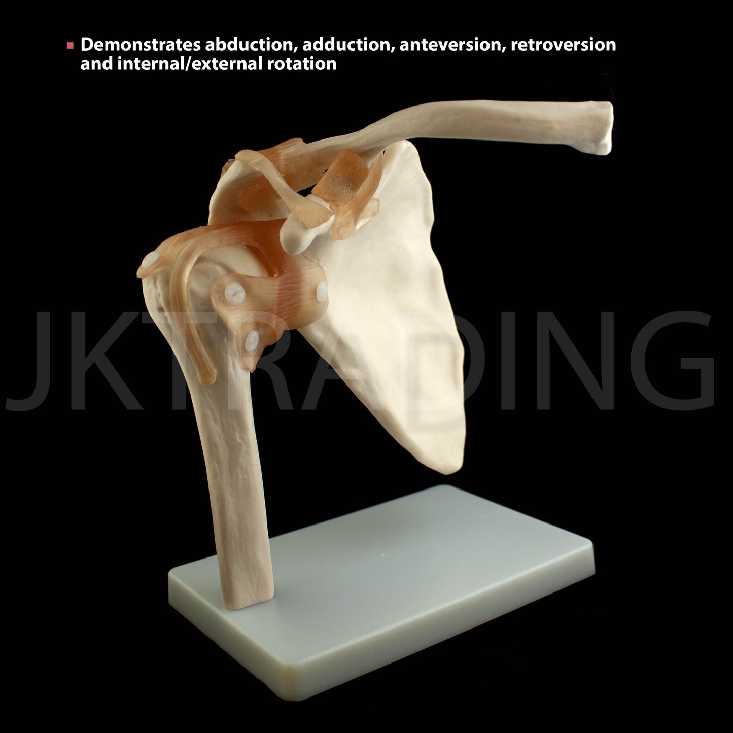 Human Shoulder Joint Anatomy Model for medical and anatomy education