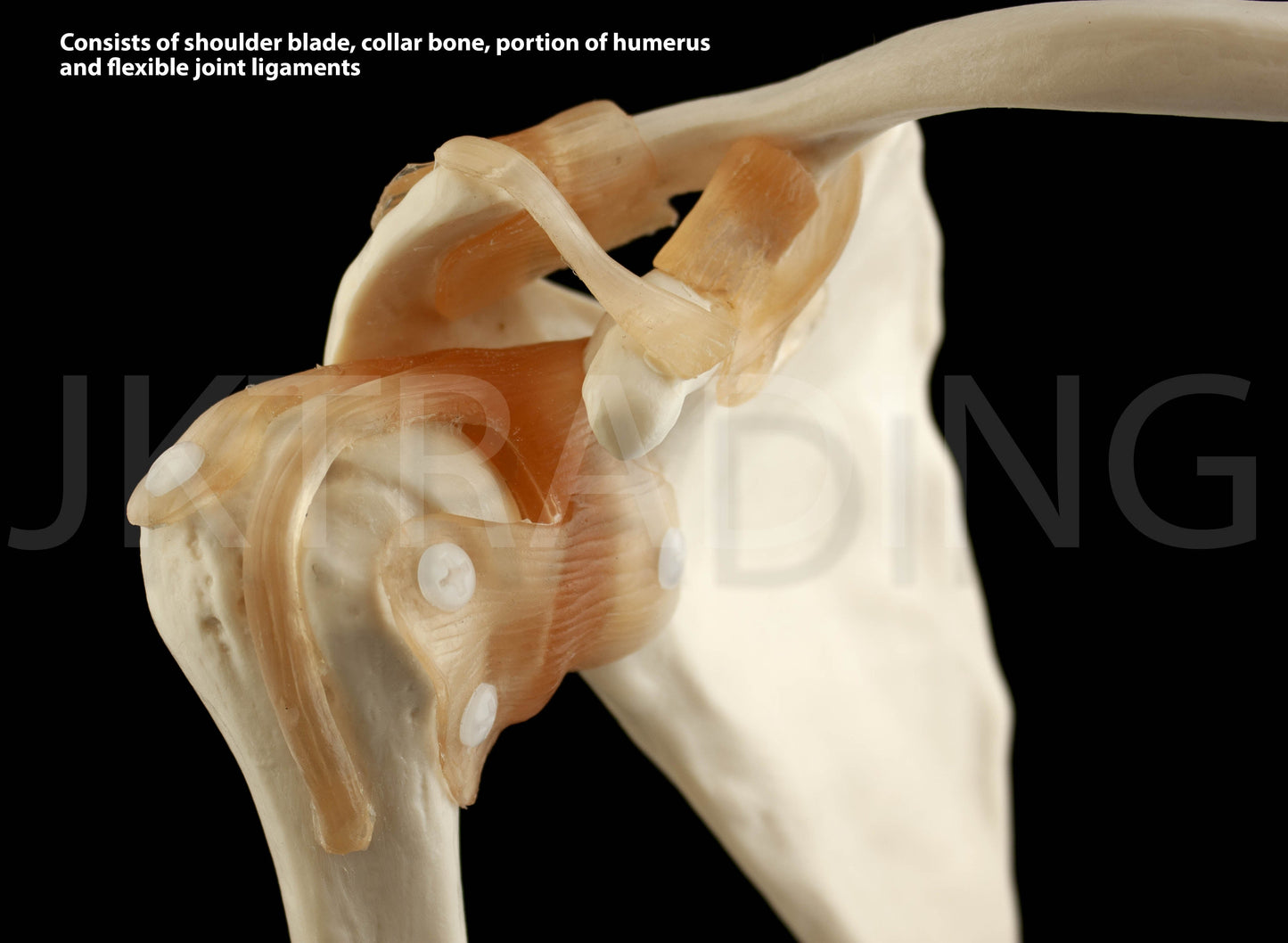 Human Shoulder Joint Anatomy Model for medical and anatomy education