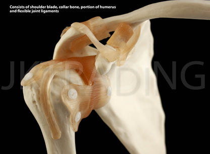 Human Shoulder Joint Anatomy Model for medical and anatomy education