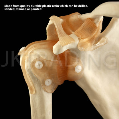 Human Shoulder Joint Anatomy Model for medical and anatomy education