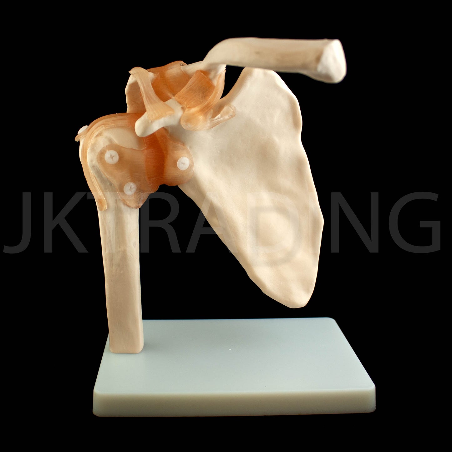 Human Shoulder Joint Anatomy Model for medical and anatomy education