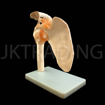 Human Shoulder Joint Anatomy Model for medical and anatomy education