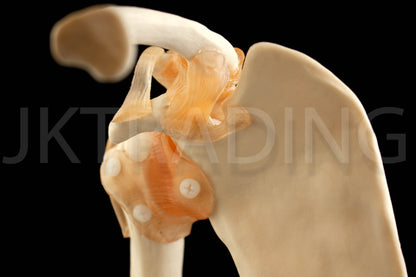 Human Shoulder Joint Anatomy Model for medical and anatomy education