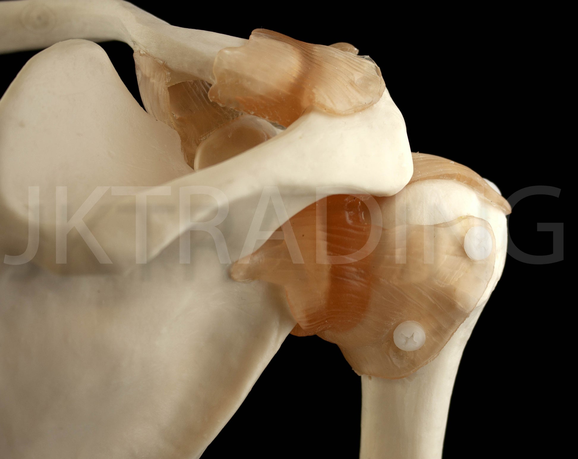Human Shoulder Joint Anatomy Model for medical and anatomy education