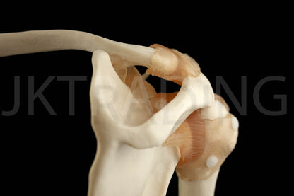Human Shoulder Joint Anatomy Model for medical and anatomy education