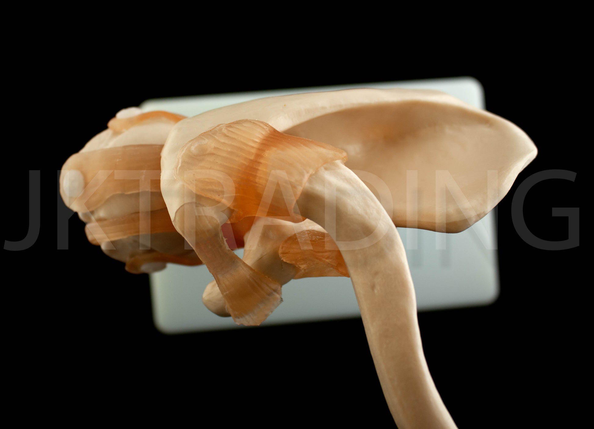 Human Shoulder Joint Anatomy Model for medical and anatomy education
