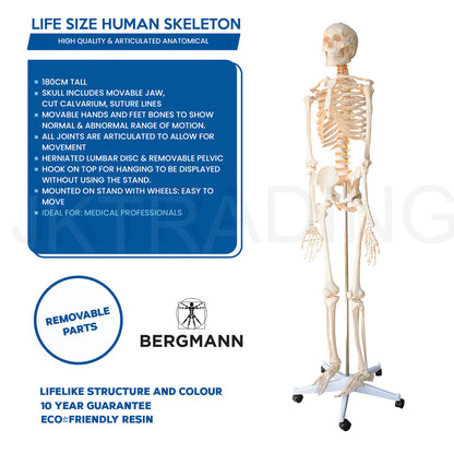 180cm Human Skeleton Model with Nerves for medical and anatomy education