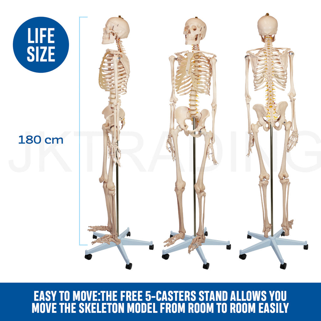 180cm Human Skeleton Model with Nerves for medical and anatomy education
