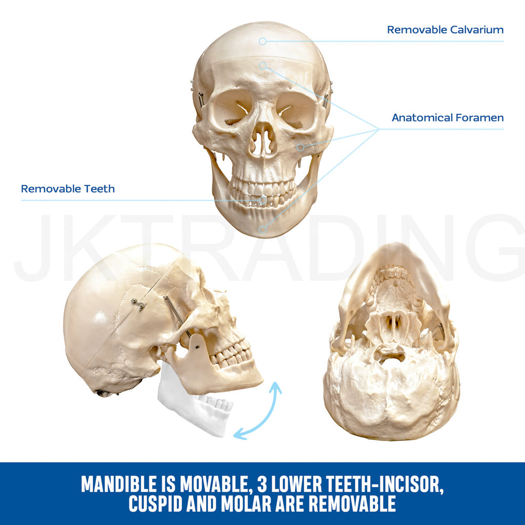 180cm Human Skeleton Model with Nerves for medical and anatomy education