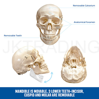 180cm Human Skeleton Model with Nerves for medical and anatomy education