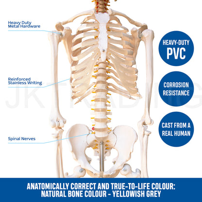 180cm Human Skeleton Model with Nerves for medical and anatomy education