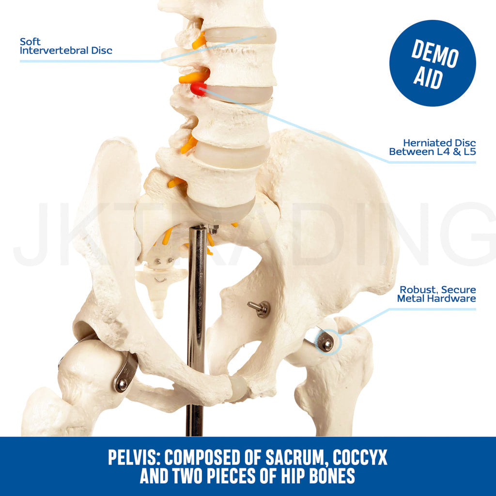 180cm Human Skeleton Model with Nerves for medical and anatomy education