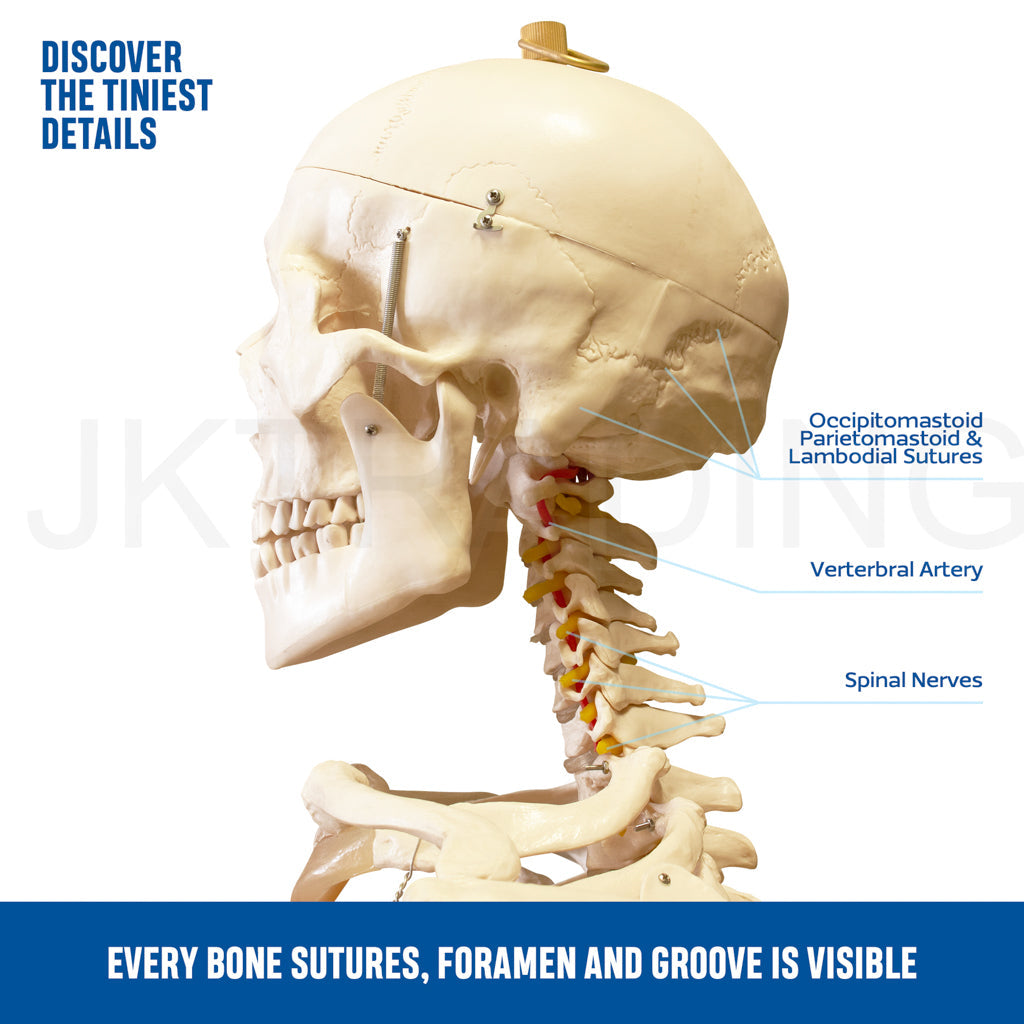 180cm Human Skeleton Model with Nerves for medical and anatomy education