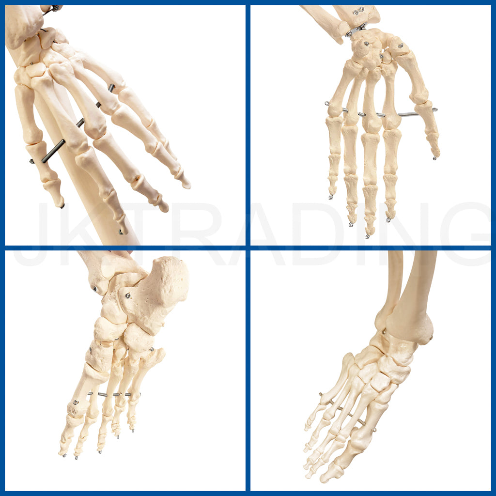 180cm Human Skeleton Model with Nerves for medical and anatomy education