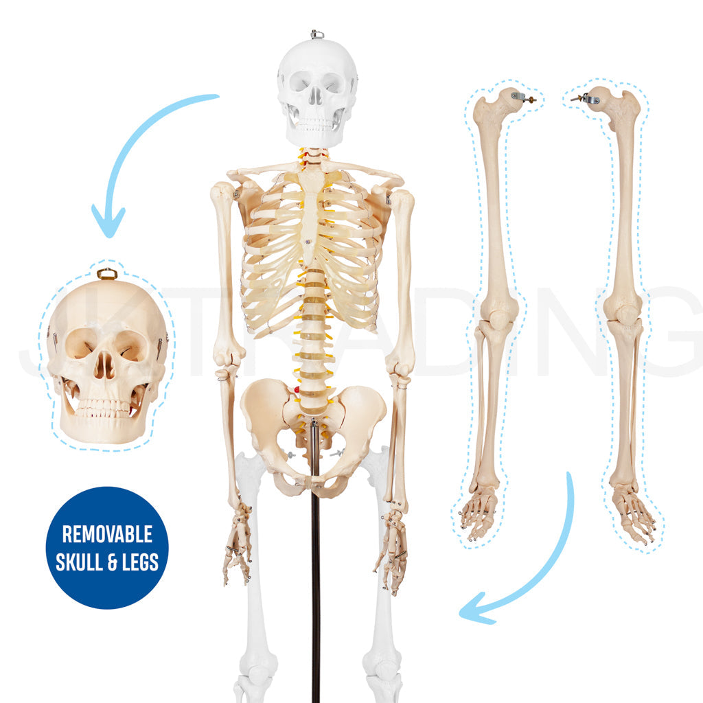 180cm Human Skeleton Model with Nerves for medical and anatomy education