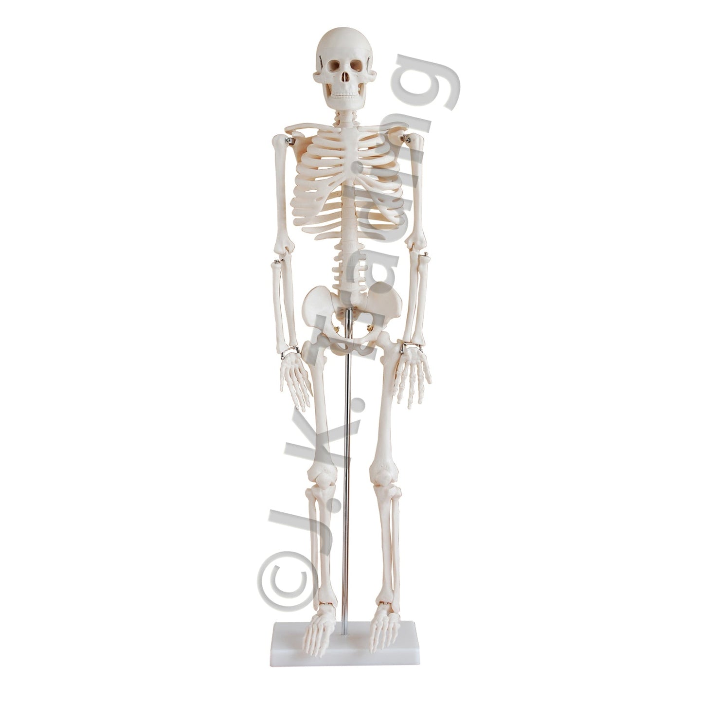 85cm Human Skeleton Model for medical and anatomy education