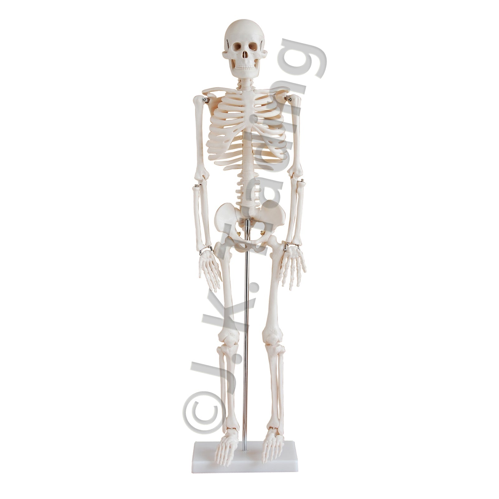 85cm Human Skeleton Model for medical and anatomy education