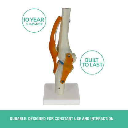 Human Knee Joint Anatomy Model – Functional