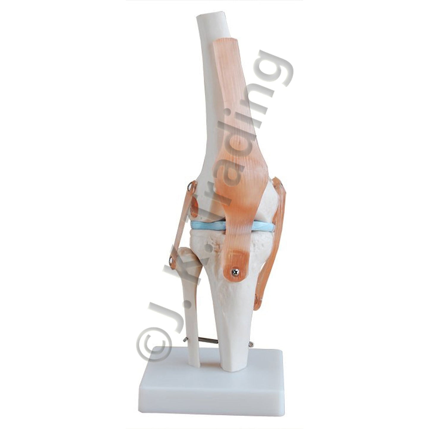 Human Knee Joint Anatomy Model for medical and anatomy education