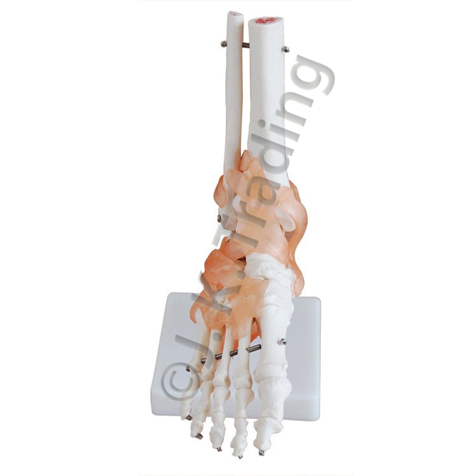 Foot Ligament Anatomy Model for medical and anatomy education