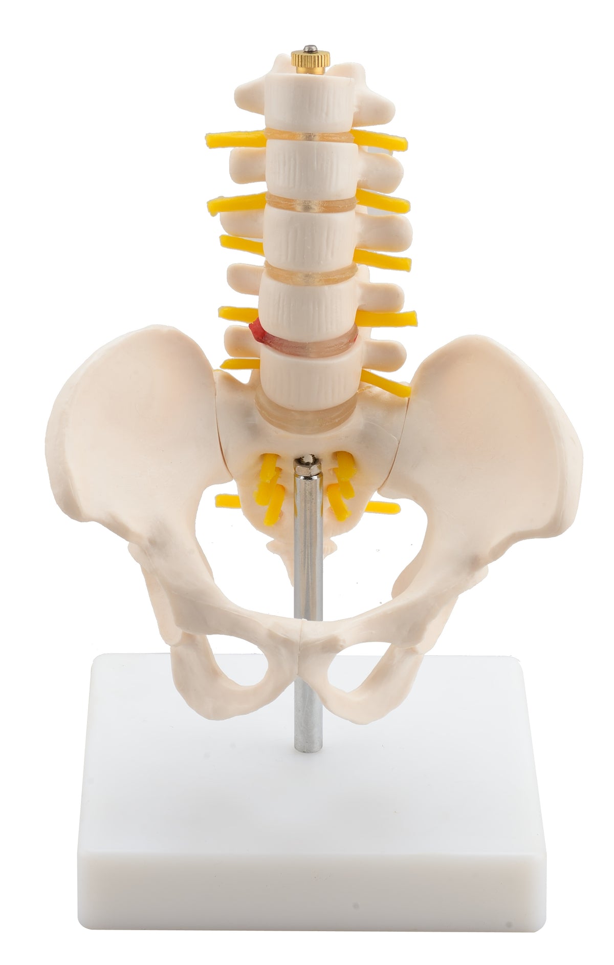 Half-Size Pelvis Model with Lumbar Vertebrae
