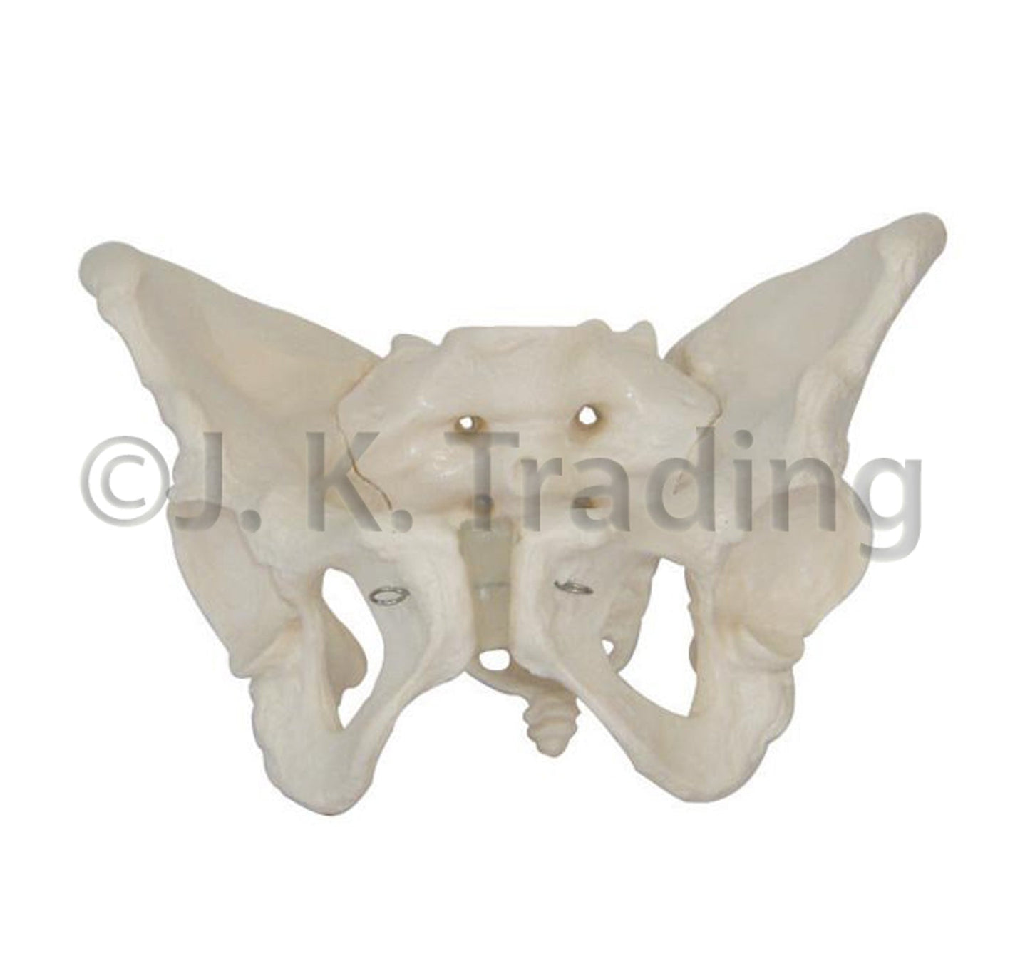 Female Pelvis Anatomy Model for medical and anatomy education