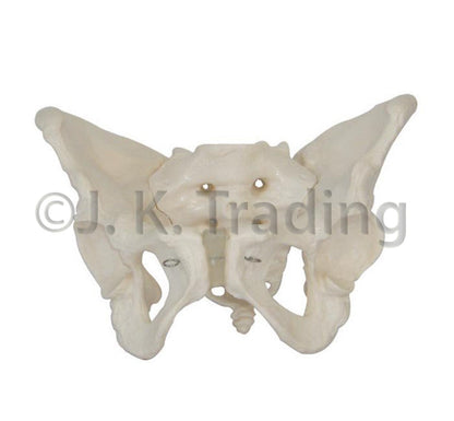 Female Pelvis Anatomy Model for medical and anatomy education