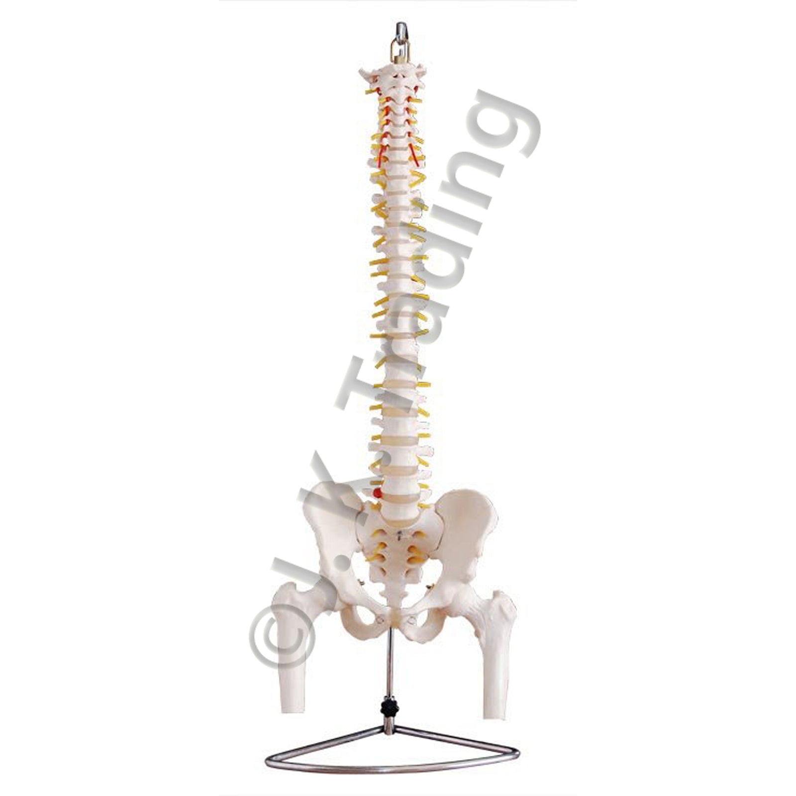 Adult Spine Model with Pelvis & Femur for medical and anatomy education
