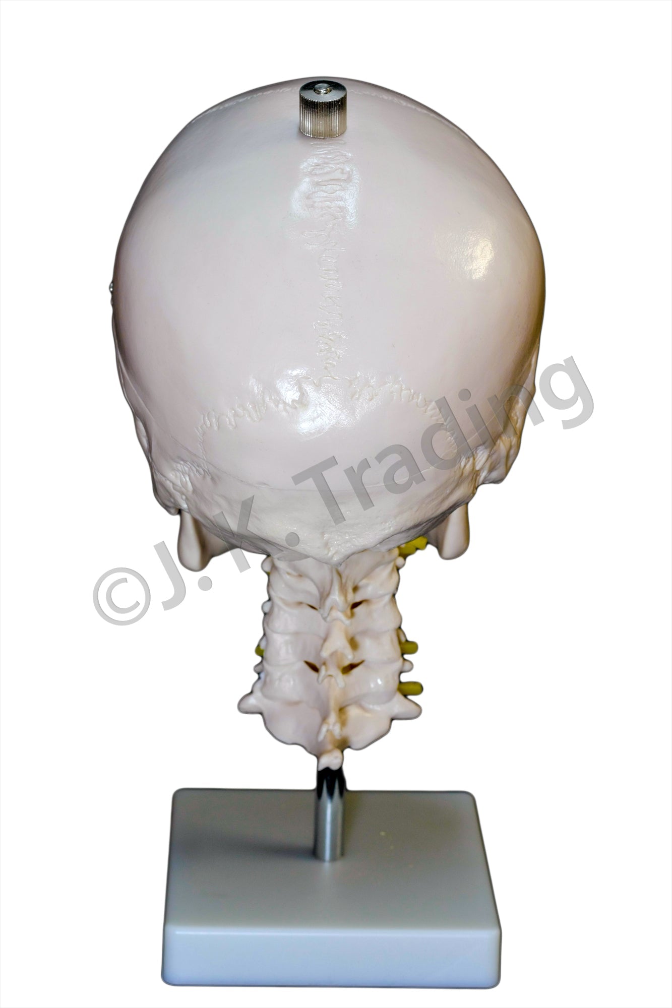 Human Skull Model with Cervical Spine for medical and anatomy education