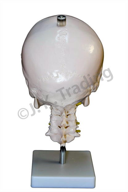Human Skull Model with Cervical Spine for medical and anatomy education