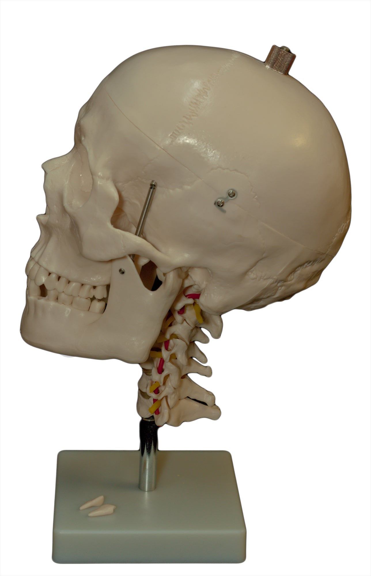 Human Skull Model with Cervical Spine for medical and anatomy education