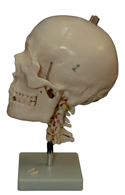 Human Skull Model with Cervical Spine for medical and anatomy education