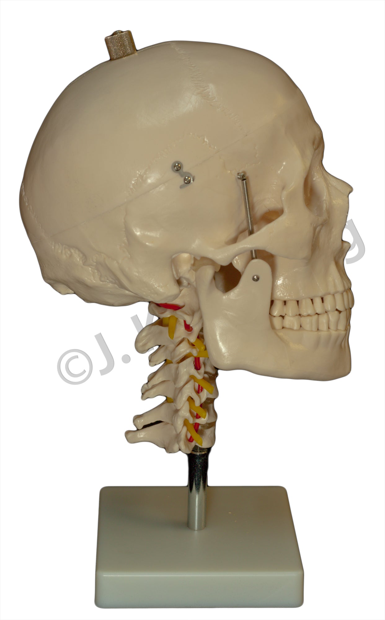 Human Skull Model with Cervical Spine for medical and anatomy education