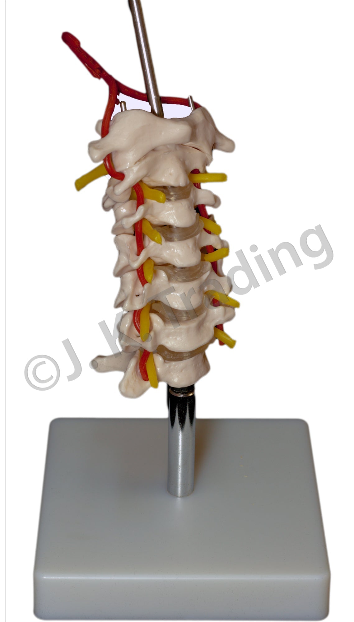 Human Skull Model with Cervical Spine for medical and anatomy education