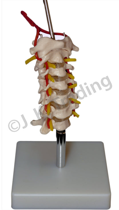 Human Skull Model with Cervical Spine for medical and anatomy education