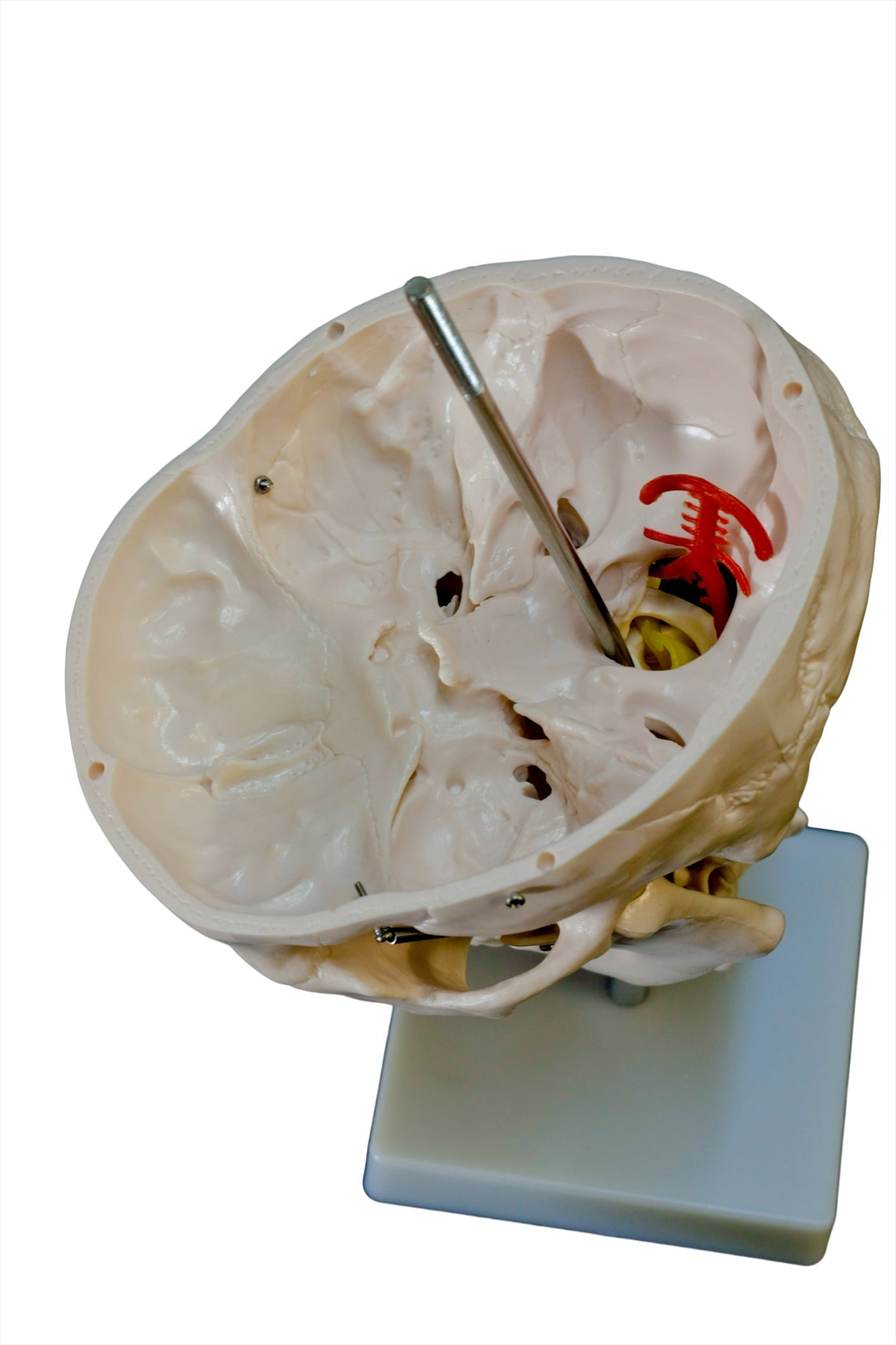 Human Skull Model with Cervical Spine for medical and anatomy education