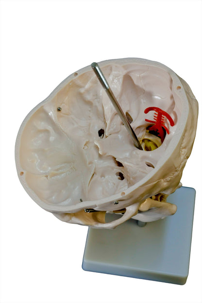 Human Skull Model with Cervical Spine for medical and anatomy education